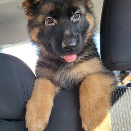 German Shepherd Puppies from Vom Feuer Shepherds