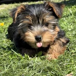 Ash - Black and tan male Yorkshire Terrier puppy in Newark, Ohio from Champagne Charm Yorkies