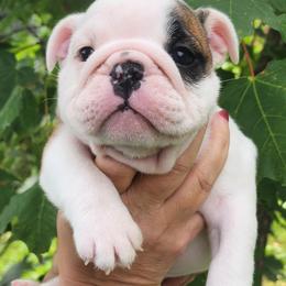 Gema - Fawn and white female Bulldog puppy in Weedsport, New York from M&M Shelties and Smooch-A-Bulls English Bulldogs
