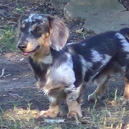 Sawyer - Dachshund