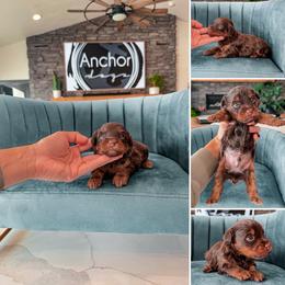 Badger- teddy bear- chocolate phantom - Chocolate male Yorkipoo puppy in Pleasant View, Utah from Anchor Dogs