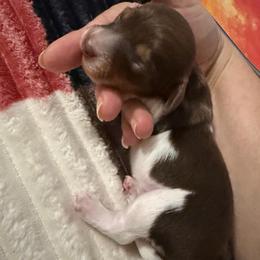 Sprinkle - Piebald female Dachshund puppy in Erie, Michigan from Champagne’s Grinch Toe’d Dachshunds