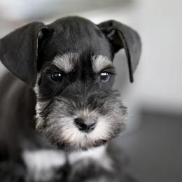 Bear - Salt and pepper female Miniature Schnauzer puppy in Snowflake / Phoenix, Arizona from Snowflake Schnauzers