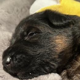 Boston - Black and red male German Shepherd puppy in Snohomish, Washington from Wataha Shepherds