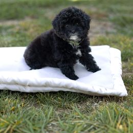 Lilly - Black and white female Sheepadoodle puppy in Los Angeles, California from Exquisite Doodles