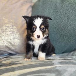 Forest - Black tri male Toy Australian Shepherd puppy in Killen, Alabama from Wilkers Wholehearted Mini Aussies