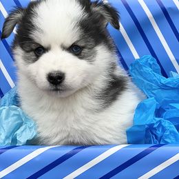 Rudolph - Black and white Pomsky puppy in Henderson, Kentucky from Paris Pomskies