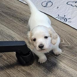 Milo - Fawn (isabella) and cream male Dachshund puppy in Salisbury, North Carolina from King's Dachshunds