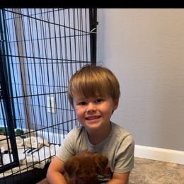 Irish Terrier Puppies from Bua Hills Irish Terriers