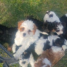 Patches - Tri-color male Cavapoo puppy in Quitman, Texas from Wright Doodles