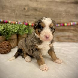 Pearl - Blue merle female Bernedoodle puppy in Idaho from Bernese By Barzees