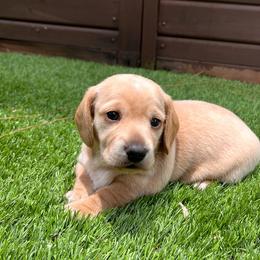 Honey - Red female Dachshund puppy in Indiantown, Florida from Turquoise River Minature Dachshunds