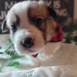Timone - Sable male Pembroke Welsh Corgi puppy in Saint John, Washington from Fuzzbutt Farms LLC