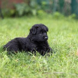 German Shepherd Puppies from Zwinger Vom Rabenauge