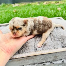 Jerry - Chocolate male Chihuahua puppy in Dayton, Ohio from Petite Pups