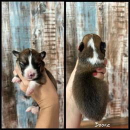 Boone - Sable male Pembroke Welsh Corgi puppy in Berea, Kentucky from SunShine Corgis