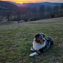Cinder - Australian Shepherd