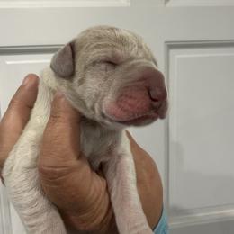 Bailey - Mantle merle female Great Dane puppy in Florida from Beachside Kennels