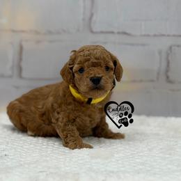 Jessie - Apricot female Poodle puppy in Nashville, Arkansas from Cuddles n Curls