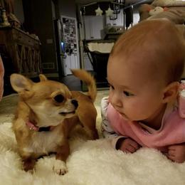 Chihuahua Puppies from Strawberry River Kennel