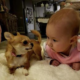 Chihuahua Puppies from Strawberry River Kennel