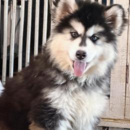 Iza - Black and white female Siberian Husky puppy in Woodlawn, Virginia from Delta Huskies