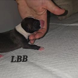 Large Blaze Boy - Sable male Italian Greyhound puppy in Frostproof, Florida from Quality Italian Greyhounds