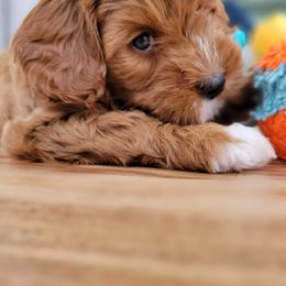 Cavapoo Puppies from Carolina Springs Breeding
