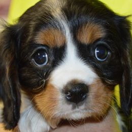 Slash - Tri-color male Cavalier King Charles Spaniel puppy in Townville, South Carolina from Mid Lake Cavaliers