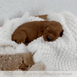 Roo - Red  female Goldendoodle puppy in Roanoke Rapids, North Carolina from Sweeter than Honey Doodles