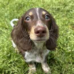 Gemma - Dachshund