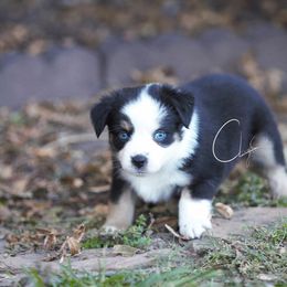 Miniature Australian Shepherd and Toy Australian Shepherd Puppies from Clay Creek Aussies