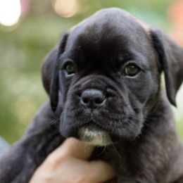 Boxer Puppies from VLH BOXERS