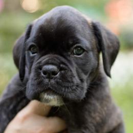 Boxer Puppies from VLH BOXERS