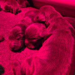 Girl 1 - Liver female Boykin Spaniel puppy in Piedmont, South Carolina from Melissa's Boykins