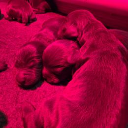 Girl 1 - Liver female Boykin Spaniel puppy in Piedmont, South Carolina from Melissa's Boykins