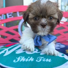 Blue - Liver and white male Shih Tzu puppy in Hemet, California from Aloha Shih Tzu
