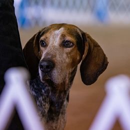 Mia - American English Coonhound