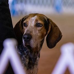 Mia - American English Coonhound