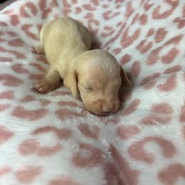 Chloe - Cream female Dachshund puppy in Lake City, Florida from My Ditzy Doxies of Florida