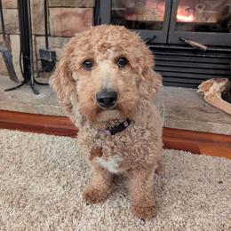 Penny - Goldendoodle