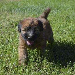 Pine - Wheaten male Soft Coated Wheaten Terrier puppy in Kirksville, Missouri from Ironwood Ridge Kennels
