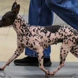Bakari - American Hairless Terrier