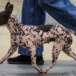 Bakari - American Hairless Terrier