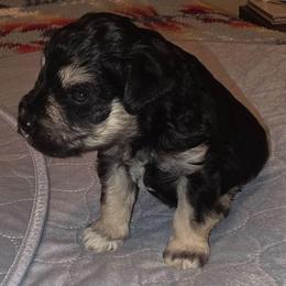 Alister - Black and silver male Miniature Schnauzer puppy in Graham, Washington from Kristy's French Bulldogs & Mini Schnauzers