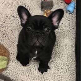 Dogues de Bordeaux, French Bulldogs, and Pointers from Finley Farm Kennel