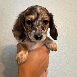 Mocha - Dapple male Dachshund puppy in Ripon, California from Ripon Dachshunds