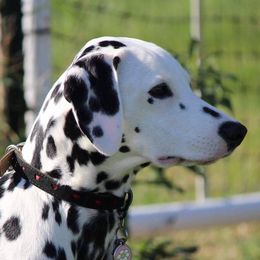 Dalmatians from LoVeLi Dals