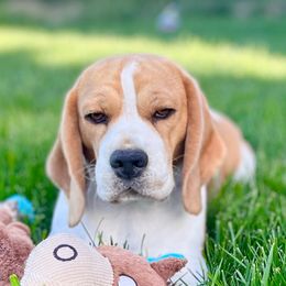Willow - Beagle