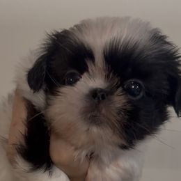 Dior - Black and white female Shih Tzu puppy in Galveston, Texas from 🌗 New Moon Shih Tzu 🌗